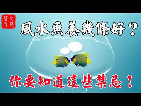 魚缸養魚數量|養魚招財：最佳魚隻數量